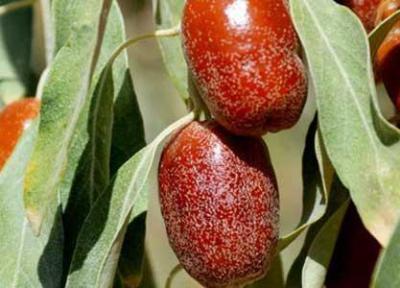 سنجد تلخ و درمان های شیرین آن سنجد تلخ و درمان های شیرین آن